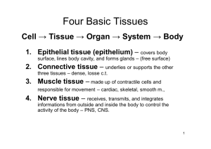 Four Basic Tissues