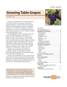 Growing Table Grapes - Oregon Small Farms