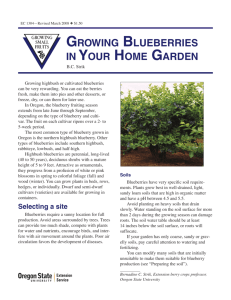 growing blueberries in your home garden