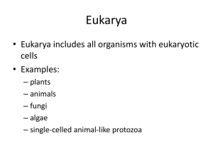 Eukarya - Dsapresents.org