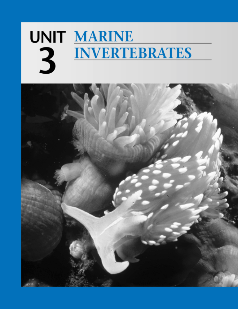 MARINE INVERTEBRATES