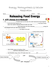 Energy, Photosynthesis & Cellular Respiration