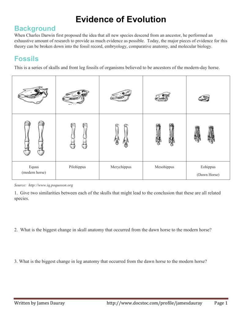Evidence For Evolution Worksheet