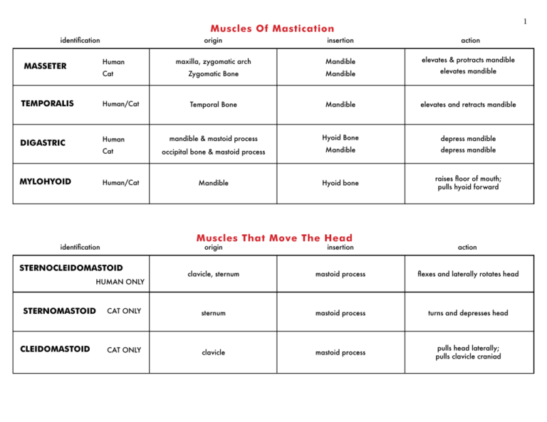 Origin And Action Of Muscles Chart