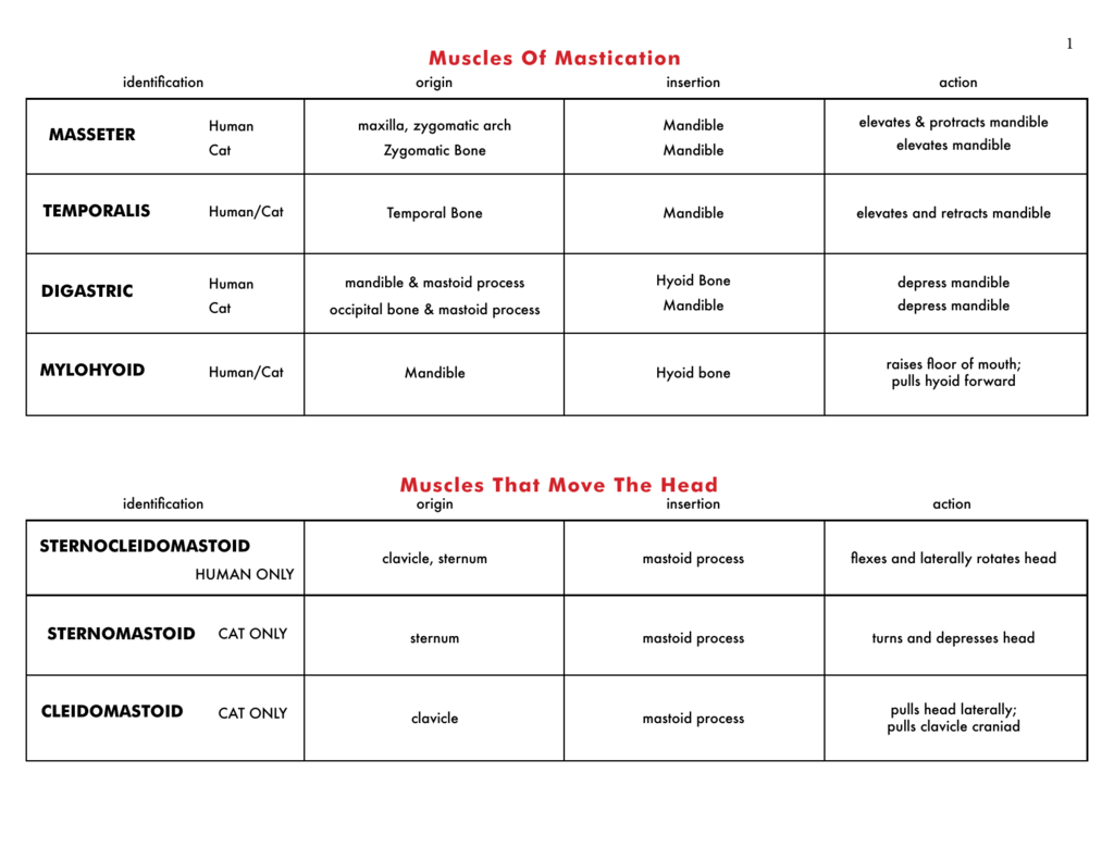 Chart of Muscle Origin Insertion Action