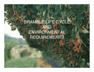 BRAMBLE LIFE CYCLE AND ENVIRONMENTAL REQUIREMENTS