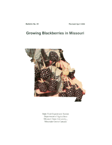 Growing Blackberries - Missouri State