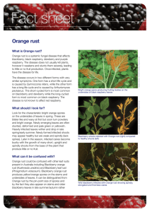 Orange rust FS - Plant Health Australia