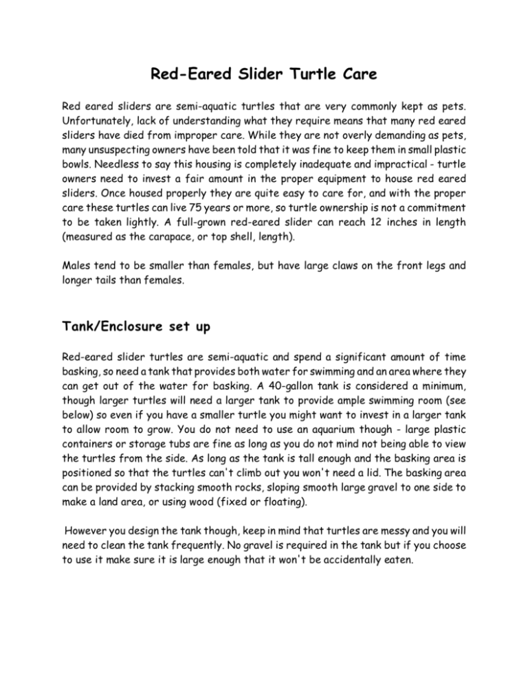 Red-Eared Slider Turtle Care