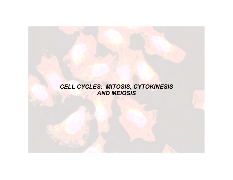 cell-cycles-mitosis-cytokinesis-and-meiosis