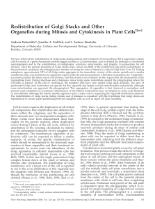 Redistribution of Golgi Stacks and Other Organelles during Mitosis