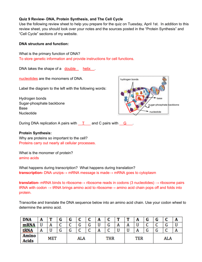 Quiz 9 Review DNA, Protein Synthesis, and The Cell Cycle ...