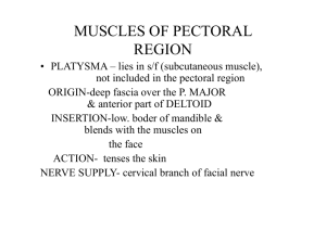 MUSCLES OF PECTORAL REGION