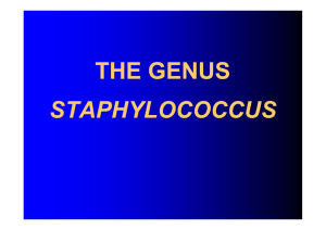 the genus staphylococcus