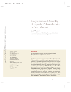 Biosynthesis and Assembly of Capsular Polysaccharides in