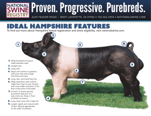 Ideal Hampshire Features - National Swine Registry