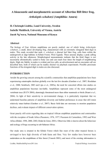 A bioacoustic and morphometric account of Albertine Rift litter frog