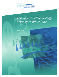 The Reproductive Biology of Western White Pine