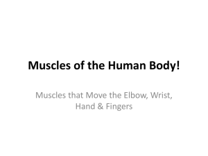 Muscles - Move the Elbow Wrist Hand and Fingers