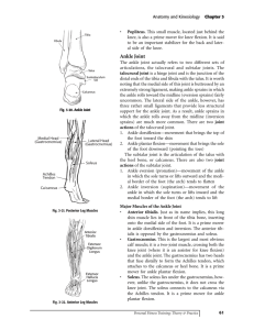 Ankle Joint