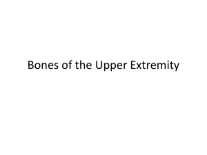 Bones of the Upper Extremity