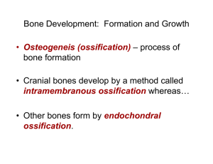 Bone formation spr07