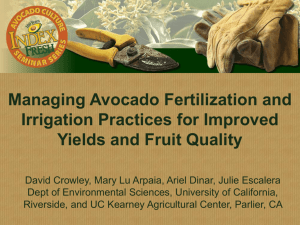 Managing Avocado Fertilization and Irrigation
