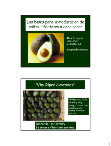 Avocado Postharvest Quality