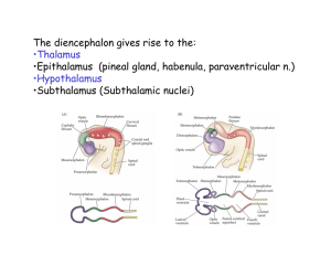 The diencephalon gives rise to the: •Thalamus •Epithalamus (pineal