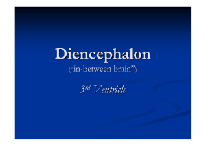 Diencephalon