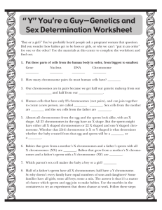 “ Y” You're a Guy—Genetics and Sex Determination Worksheet