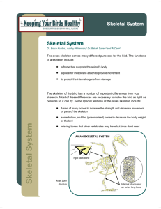 Skeletal System