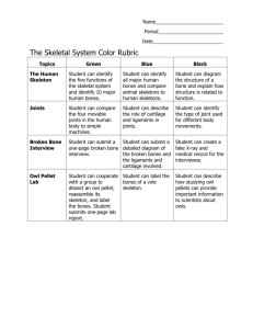 The Skeletal System Color Rubric