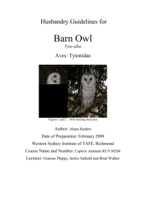 Barn Owl - the Association of British Wild Animal Keepers