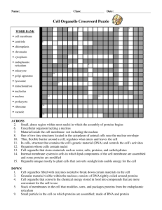 Cell Organelle Crossword Puzzle