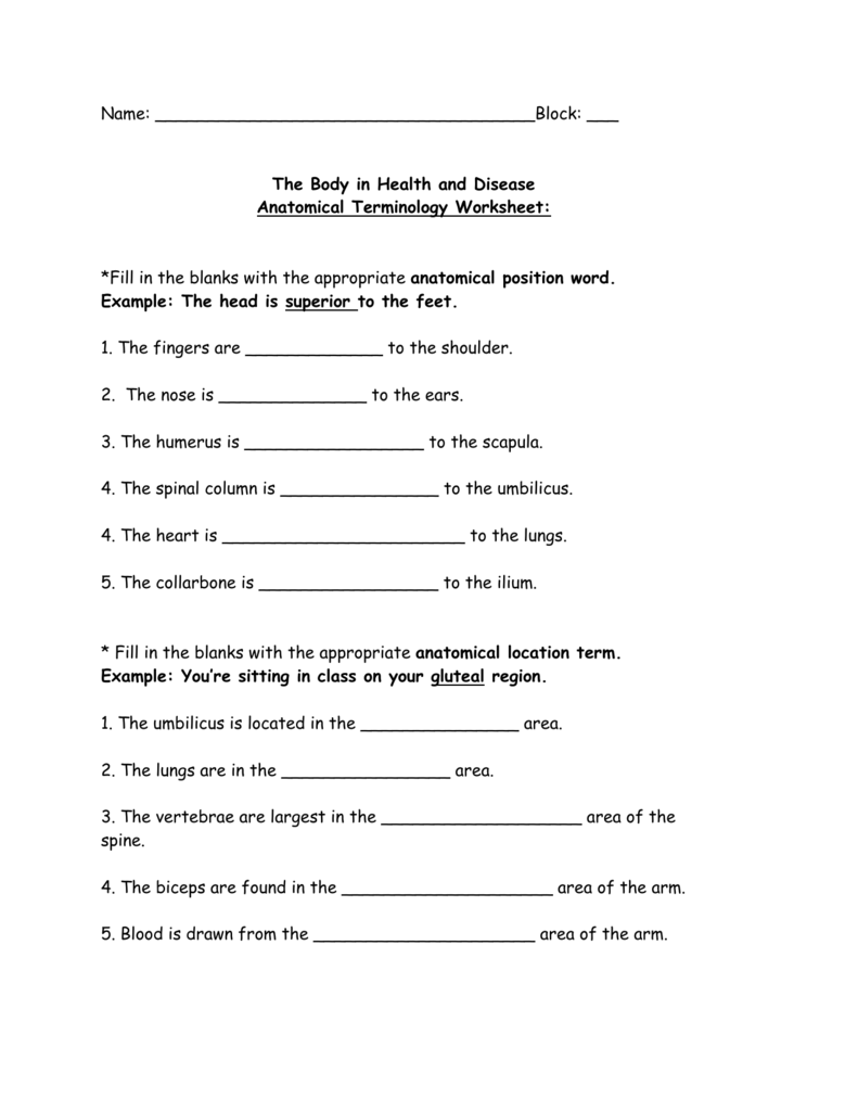 Anatomical Terminology Worksheet 1 Answers