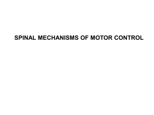 SPINAL MECHANISMS OF MOTOR CONTROL