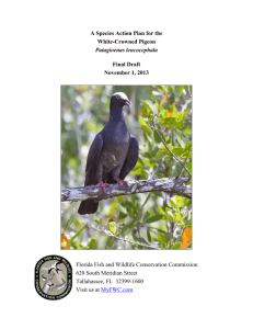A Species Action Plan for the White-Crowned Pigeon