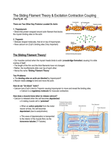 The Sliding Filament Theory & Excitation Contraction Coupling