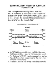 sliding-filament theory of muscular contraction