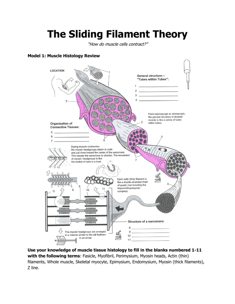 the-sliding-filament-theory