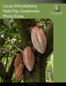 Cacao Ethnobotany Field Trip, Guatemala. Photo Essay.
