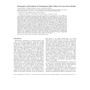 Rosmarinic Acid Synthesis in Transformed Callus Culture of Coleus