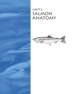 UNIT 3: Salmon Anatomy