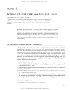 Isolation of Mitochondria from Tissue Culture Cells