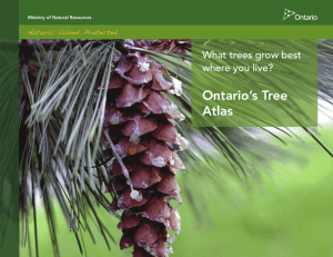 Ontario's Tree Atlas