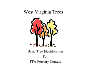 West Virginia Trees - West Virginia Division of Forestry