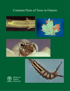 Common Pests of Trees in Ontario