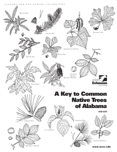 A Key to Common Native Trees of Alabama