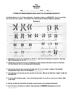 2: 6-Karyotype Worksheet.cwk (WP)